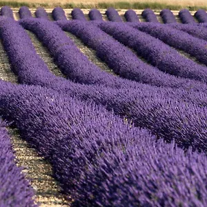 La Provencale Séjour chez l'habitant